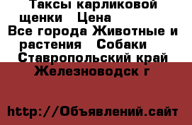 Таксы карликовой щенки › Цена ­ 20 000 - Все города Животные и растения » Собаки   . Ставропольский край,Железноводск г.